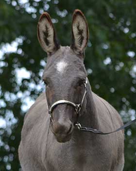 Critter Haven Farm Miniature Donkeys